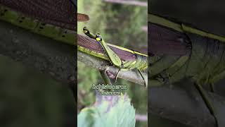 Grasshoppers Mating “Obscure Bird Grasshoppers” shorts giantbug giantgrasshopper naturelovers [upl. by Margaretha]