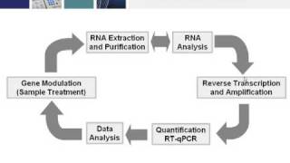 Key Steps for Generating RealTime PCR Data that Conforms to MIQE Guidelines Part 1 of 4 [upl. by Aitnahs682]