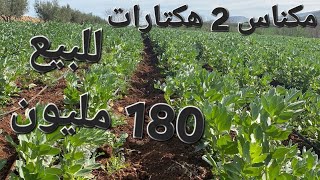 4k💫Meknes 2 hectares titrés✨️مكناس 2 هكتار محفظة [upl. by Aralomo]