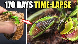 Venus Fly Trap Restoration Time Lapse 170 Days [upl. by Anitneuq]