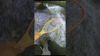 ASMR Combat Fly fishing Small stream fishing Great Smoky Mountains National Park flyfishing [upl. by Pufahl846]