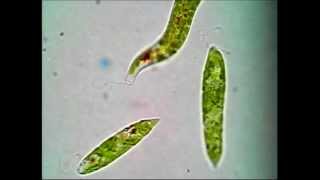 Euglena [upl. by Dyal]