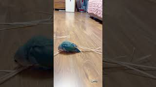 Creative Parrot Uses Straws to Decorate Her Feathers [upl. by O'Kelly]