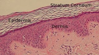 Layers of the Epidermis [upl. by Guimond]