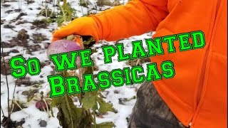 So we planted Brassicas [upl. by Miett686]