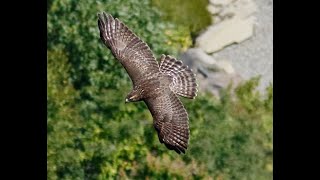 Tracking Broadwinged Hawks from New Hampshire to the Tropics [upl. by Rhoads]