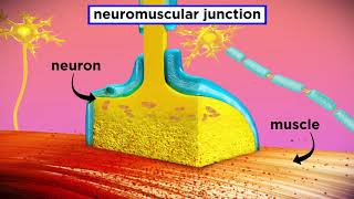 The Mechanism of Muscle Contraction Sarcomeres Action Potential and the Neuromuscular Junction [upl. by Gerk]