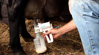 Udderly Ez Milker for Mastitis on Cow [upl. by Korey]