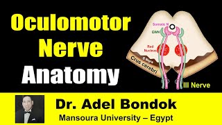 Oculomotor III Nerve Clinical Anatomy Dr Adel Bondok [upl. by Reiser]