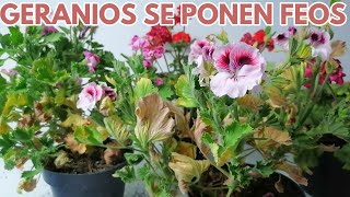 como salvar los geranios chuyito jardinero [upl. by Mckenna64]