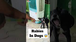 Rabies In Dogs 😰  478 [upl. by Aifas]