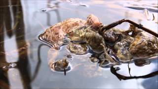 Common toads calling and mating balls [upl. by Vary]