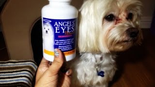 Dog Product Review  Angel Eyes Week 2 For Tear Staining [upl. by Esya303]