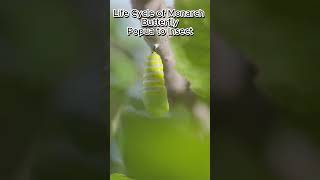 How to raise Monarch butterflies from egg to adult [upl. by Anar478]