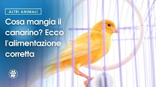 Cosa mangia il canarino Ecco lalimentazione corretta  Amoreaquattrozampeit [upl. by Bandler]