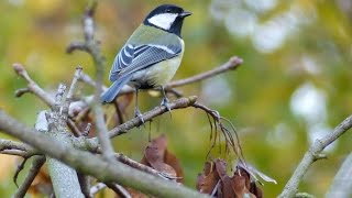 Mésange charbonnière oiseaux du jardin réalisée par Malay PHCAR [upl. by Naesad356]