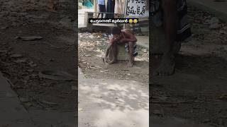 ഫുൾ പവർ 🤐🤐 toody brandy alcohol whiskey liquor snake cobra snakevideo viralshorts ytshort [upl. by Einnov48]