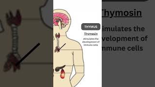 Animal Hormones and their functions  Endocrine Glands  Endocrinology  boundlesslearning17 [upl. by Rebekkah]