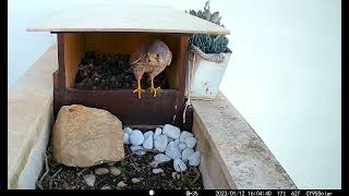 KESTREL NEST BOX HAS BEEN REFURBISHED [upl. by Vizzone]