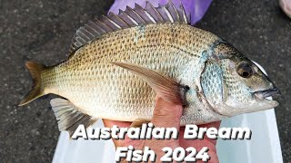 WHAT A CATCH AUSTRALIAN BREAM FISH IN PORTARLINGTON VICTORIA AUSTRALIA  FISHING SPOT [upl. by Ahcire219]