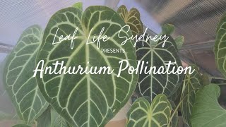 A Guide to Anthurium Pollination [upl. by Bekelja]