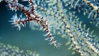 ORNATE GHOST PIPEFISH  Solenostomus paradoxus [upl. by Iad]