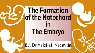 3rd week embryo Development  Formation of the notochord  DrVaishali [upl. by Alison]