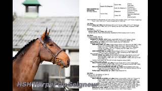 HSH Harper Du Seigneur 2015 stallion standing at stud in Moycola House Craughwell CoGalway [upl. by Alleram942]