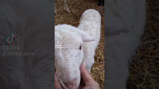 Lamb one week old Jagnje jagenjčki lamb beautifulanimals cuteanimals [upl. by Noby]