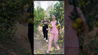 Beautiful Fresh Sweet Orange Fruit Harvest from Farm With Rural Farmer youtubeshorts orenge [upl. by Sidky]