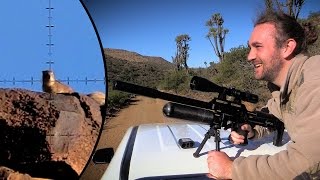 Long Range Dassie Hunting at Witmoskloof Farm [upl. by Fawn]