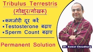 Tribulus Terrestris  गोक्षुर  गोखरू  One medicine for all male problems [upl. by Derte183]