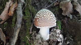 Amanita pantherina [upl. by Beckman829]