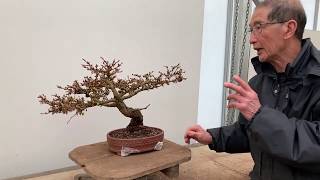 Shaping a Larch Bonsai [upl. by Adnak]