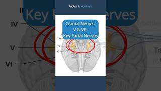 Cranial Nerves V amp VII The Facial Nerves 😊 TrigeminalNerve FacialExpression CranialNerves NCLEX [upl. by Epifano348]