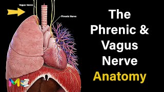 THE PHRENIC amp VAGUS NERVE ANATOMY [upl. by Tica956]