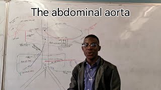 The abdominal aorta [upl. by Lilaj]