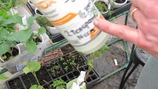 MFG 2016 Identifying Whiteflies and Treating Them With Neem OIl Spray They Like Brassica Veggies [upl. by Noemad]