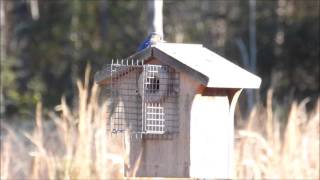 Bluebird nest box [upl. by Armitage]