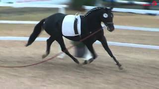 BelantisSandro Hit stallion  2013 for sale [upl. by Aimee]