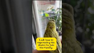 Budgie 🐥 sunshine budgielove pets birds [upl. by Ydnarb520]