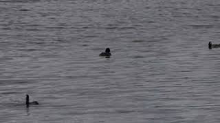 Bluebilled Duck Display [upl. by Sitnik]