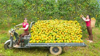 Use 3wheeled Vehicle Harvesting 400KG Orange Goes To Market Sell  Phuong Free Bushcraft [upl. by Yarrum260]