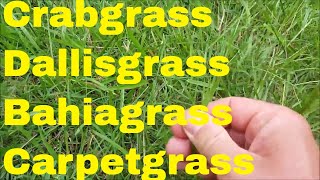 crabgrass dallisgrass bahiagrass carpetgrass identification and control [upl. by Gelasius]