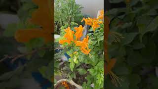 🌱Beautiful Tecoma Capensis Flowers in my garden 🌼homegarding 🏡🧑‍🌾🥰ytshots viralshorts [upl. by Udale333]