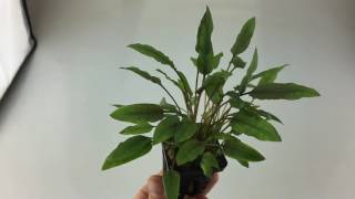 Cryptocoryne species red Aquarium Plant [upl. by Elleinahc]