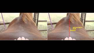 Pinning Down Back Pain In The Horse  Part 3 [upl. by Eilrahs]