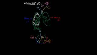 Les différents types de pathologies pulmonaires [upl. by Atinas955]