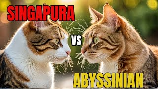 Singapura vs Abyssinian Which Cat is Your Perfect Match [upl. by Aikam398]