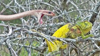 Chameleon Bites Venomous Snake While Being Attacked [upl. by Kosey]